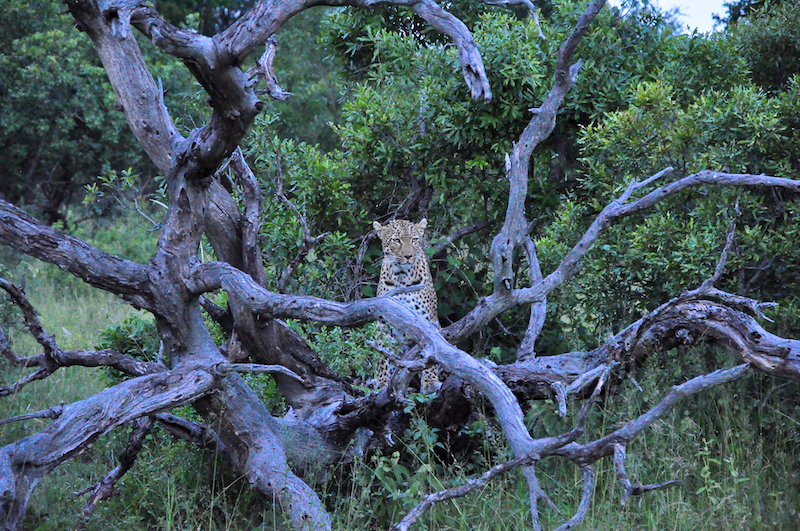 Melanie Heinrich - travel images - Lion Sands Private game reserver Hazyview